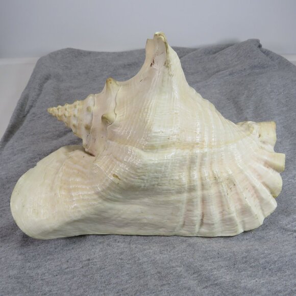 Large REAL Conch Sea Shell 10" tall 8" wide has some chips Tan pink white outer - Picture 10 of 10